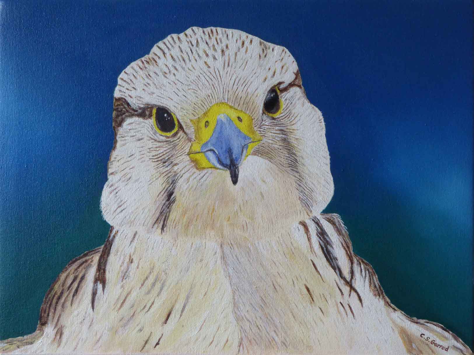 Gyr falcon