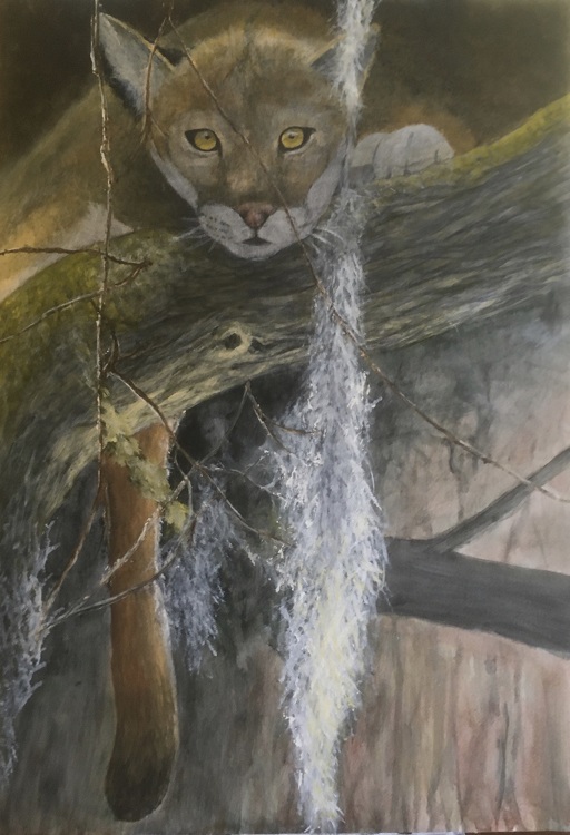 Challenge_Mountain Lion