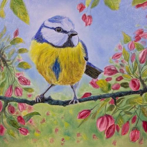 Blue Tit in Blossom