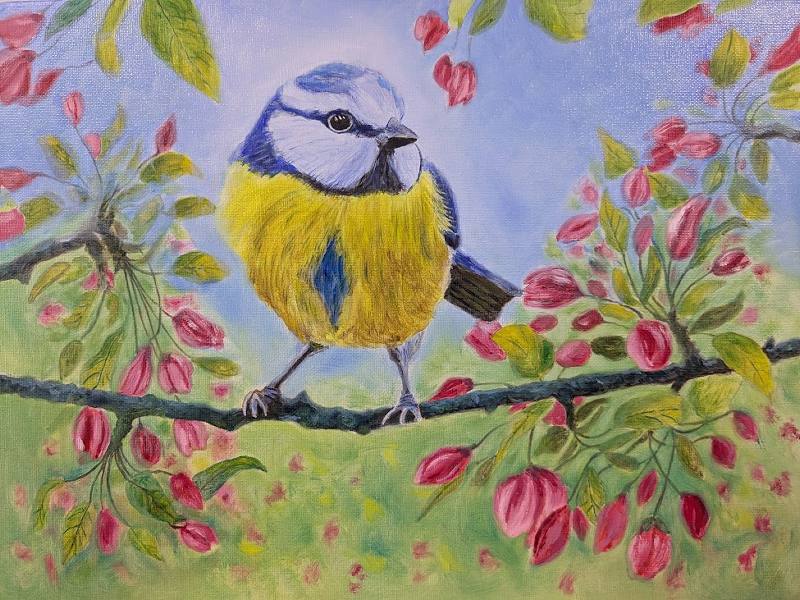Blue Tit in Blossom