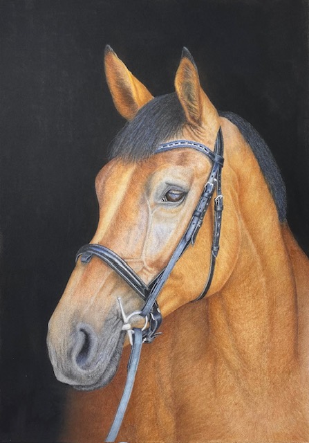 At the Ready - the bay horse