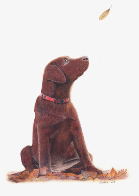 Chocolate Labrador