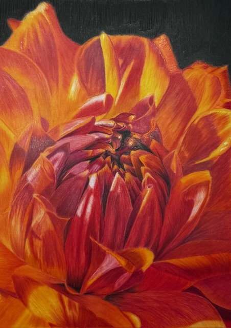 Dahlia