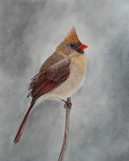 Female Cardinal