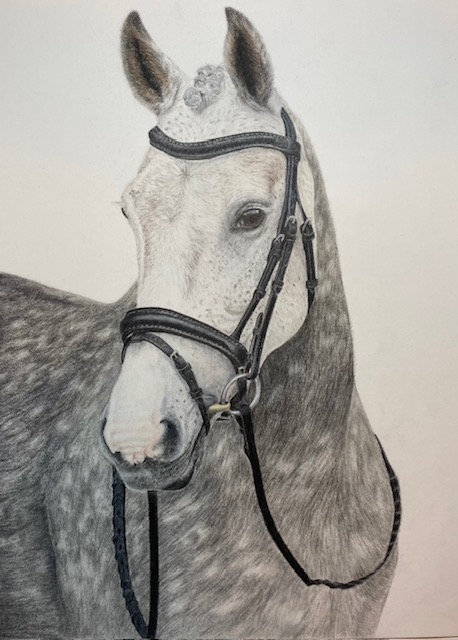 Grey horse