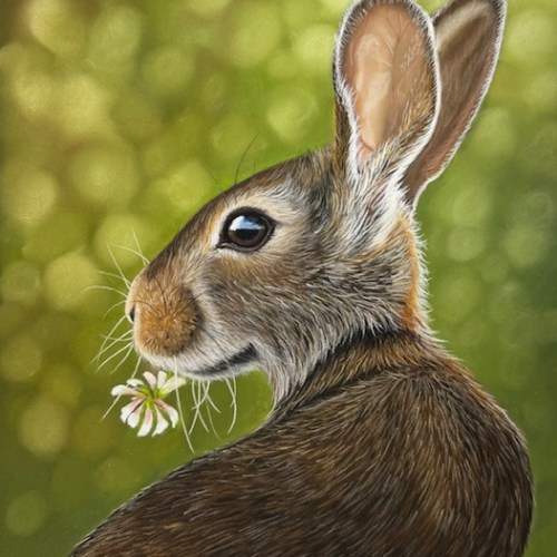 Hare