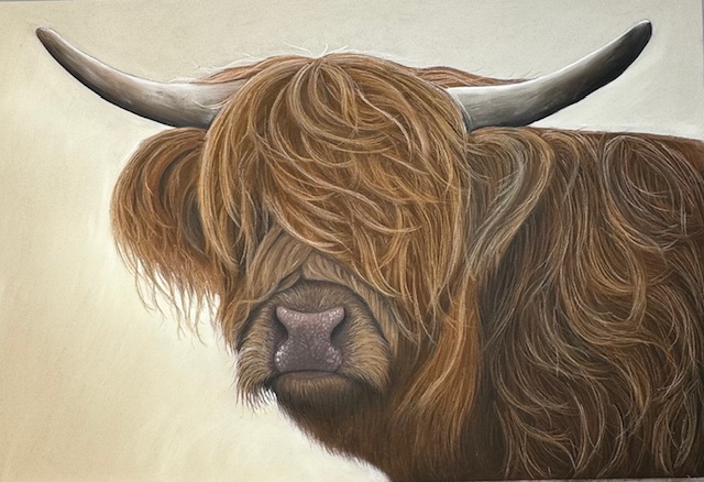 Highland cow