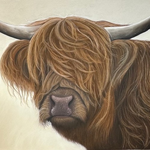 Highland cow