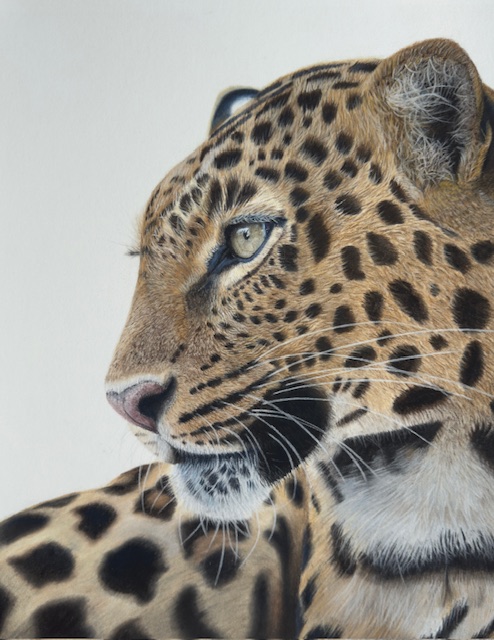 Leopard