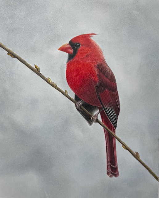 Male Cardinal - the red one 