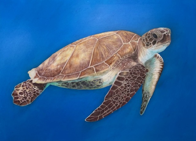 Sea turtle