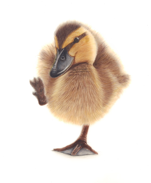Walk this way - the duckling