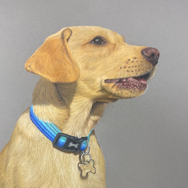 Yellow Labrador