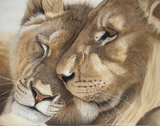 Young Love - the two lions