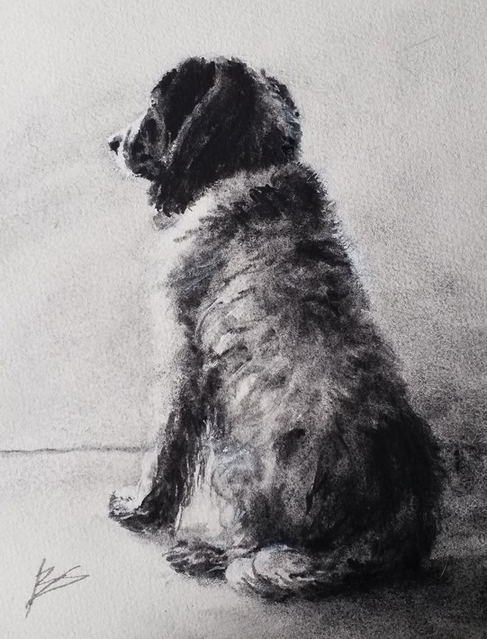 Dog on the lookout