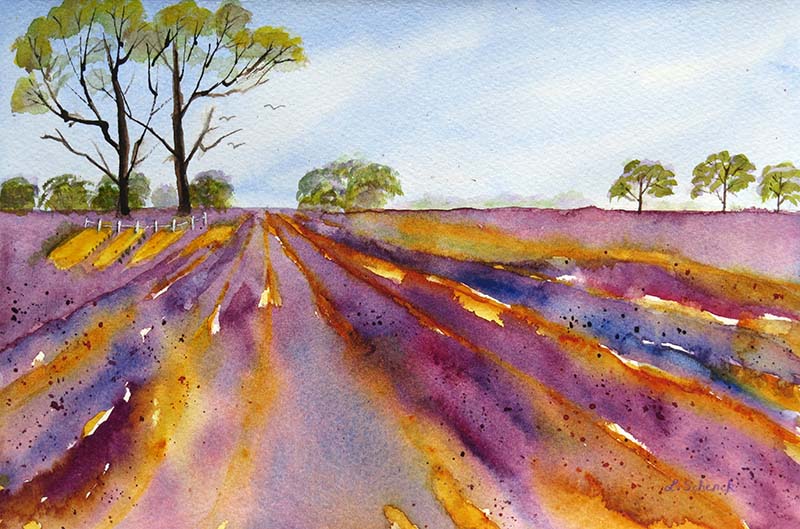 Lavender in bloom