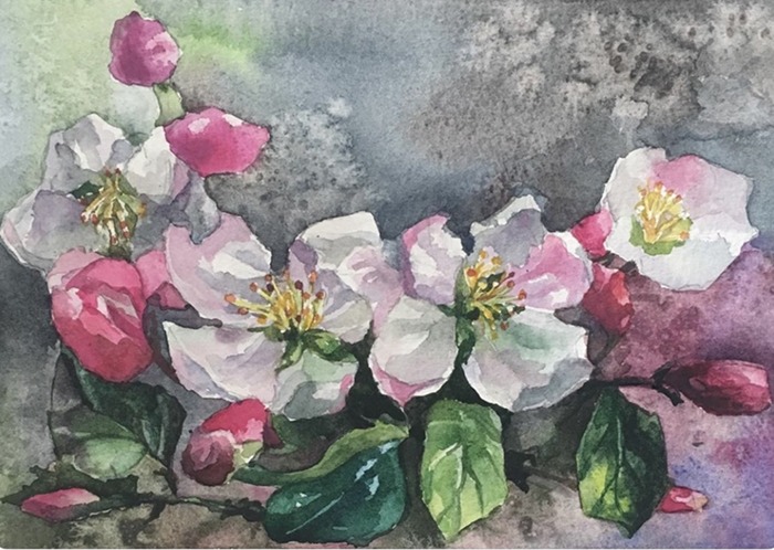 Apple blossoms